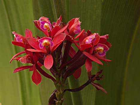 a photo
of a wildflower taken at the top of roraima